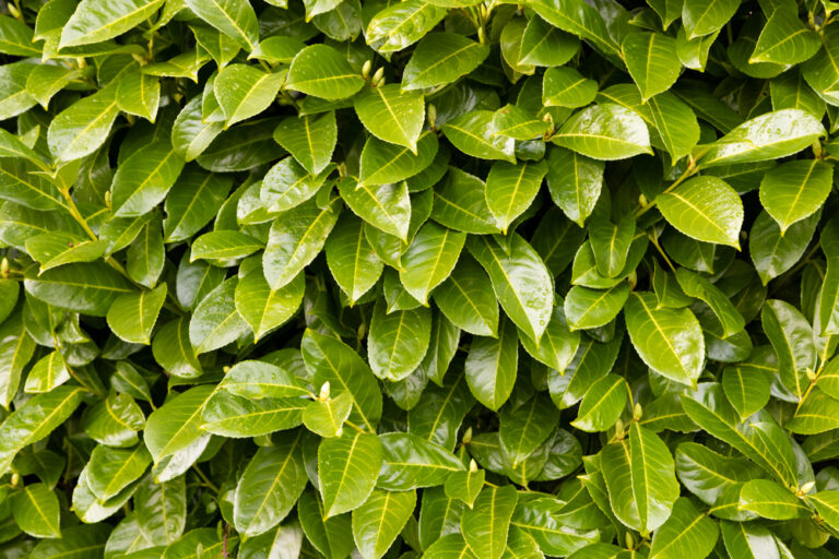 When to trim a Laurel Hedge | Cordless Gardening Tools